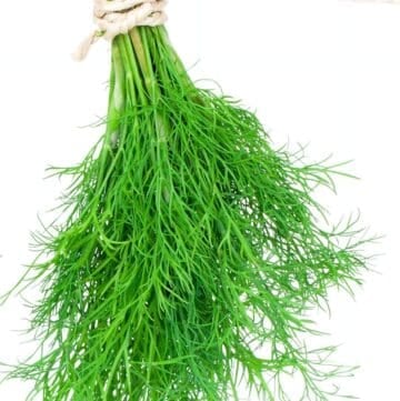Image of dill hanging upside down against white background, and title.