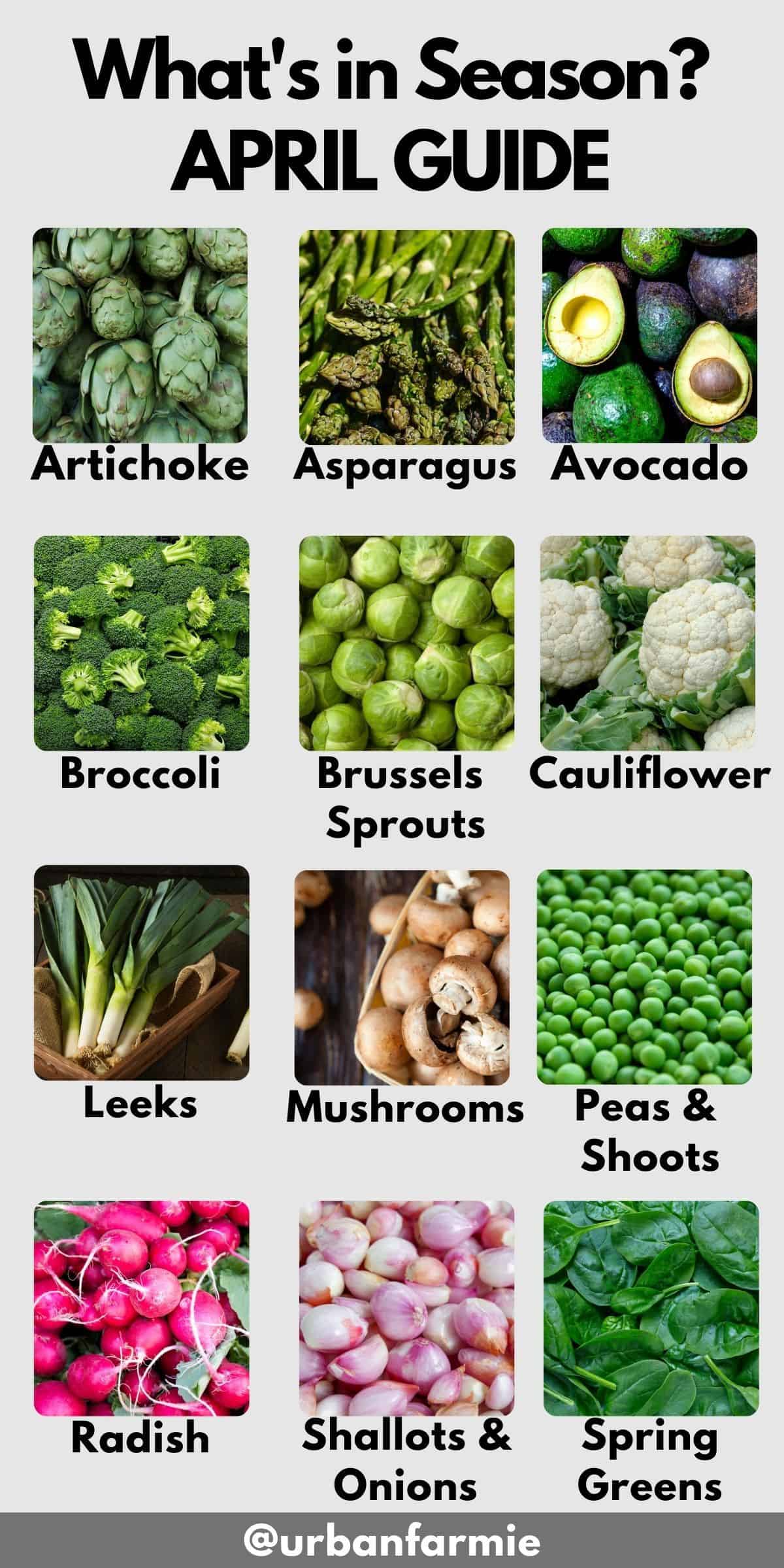 Twelve ingredients that are in season in April - see post for the actual list of ingredients!