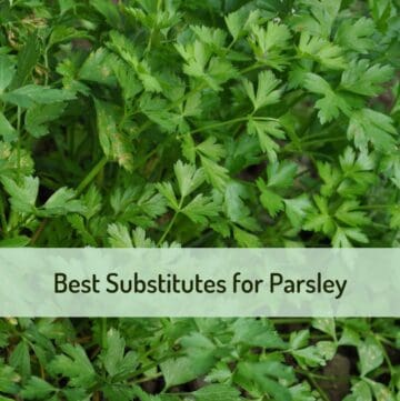 Close up of parsley with text overlay saying "best substitutes for parsley"