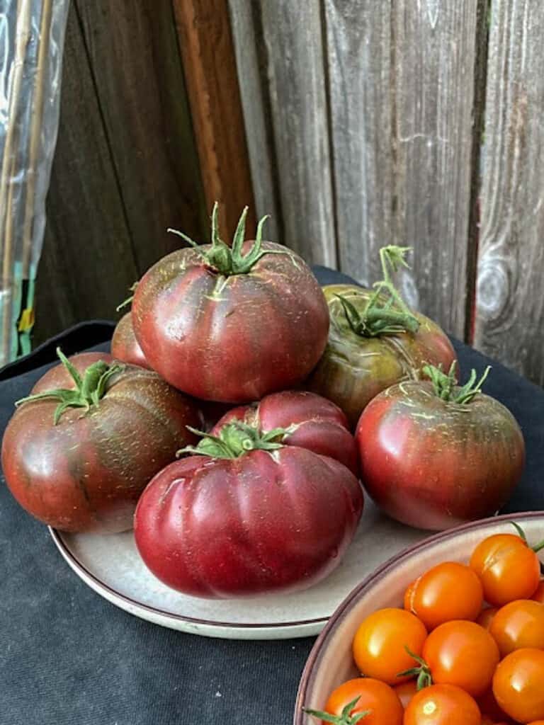Plate of tomatoes outdoors