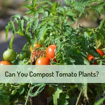 Close up image of tomato plant with text overlay of post title.