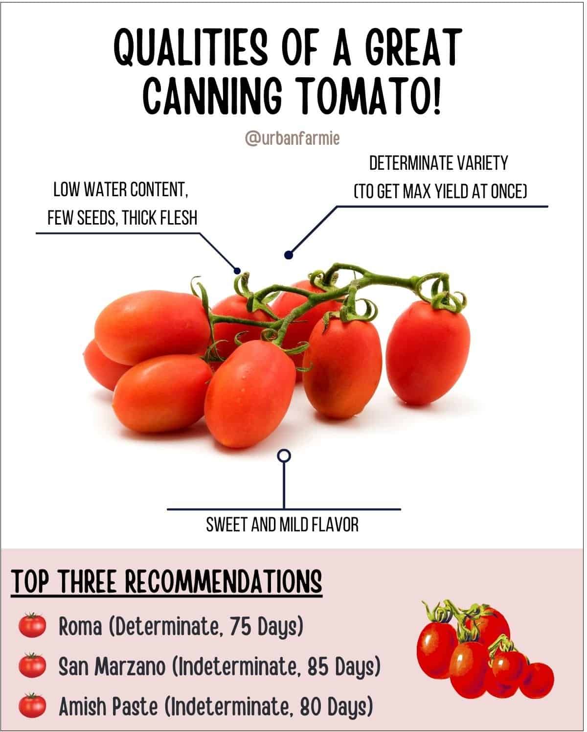 Infographic showing different qualities of good canning tomato and three recommendations at the bottom. Check post for details. 