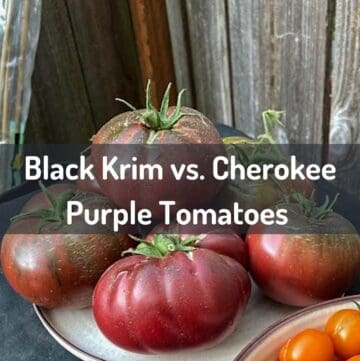 Cherokee Purple tomatoes on a plate with overlaid text