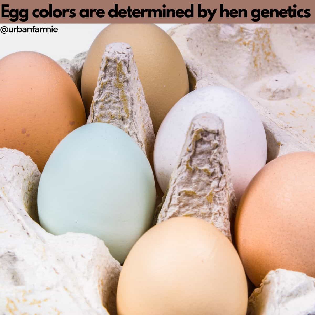 Picture showing different color eggs in carton