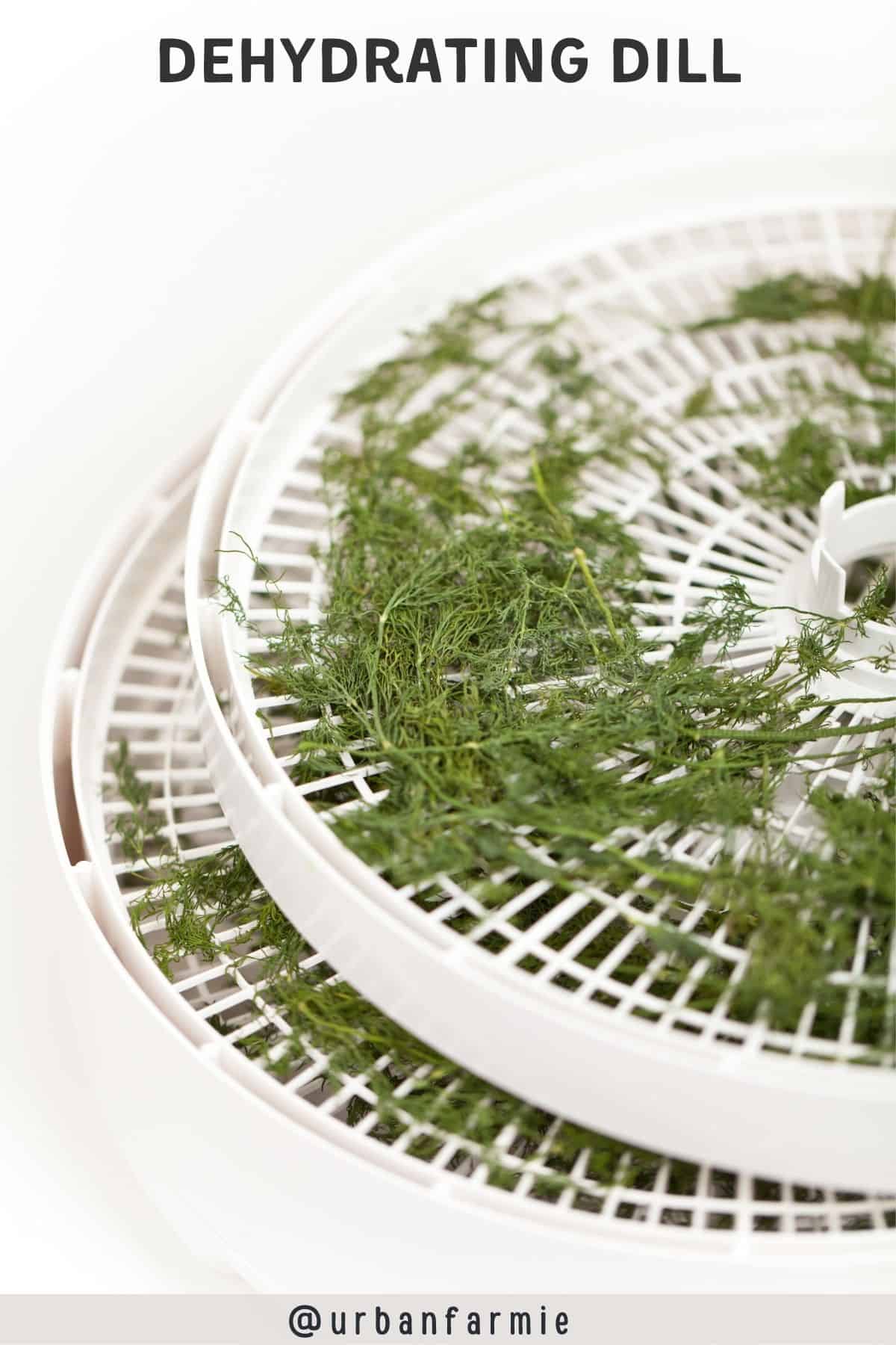Dill being dried on a white food dehydrator. Text overlay on top with title.