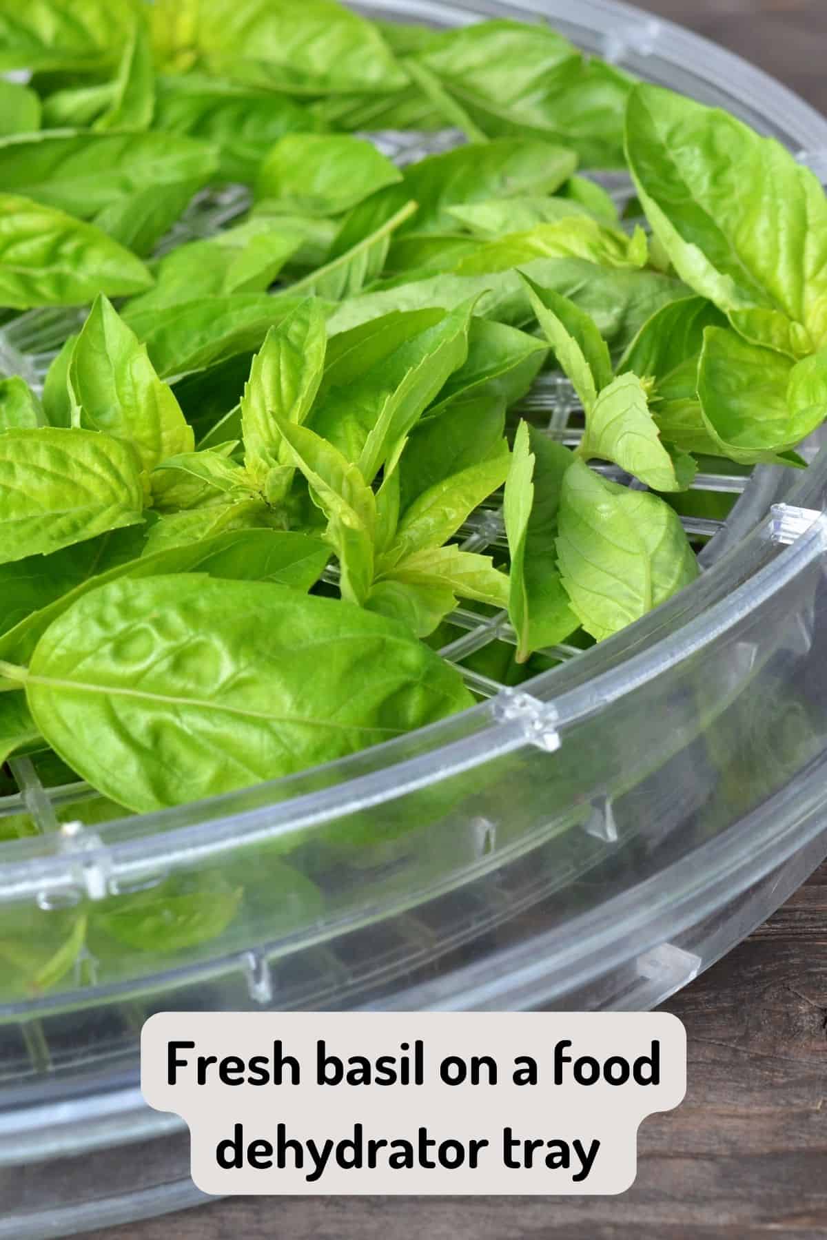 Close up of basil leaves on a food dehydrator tray.