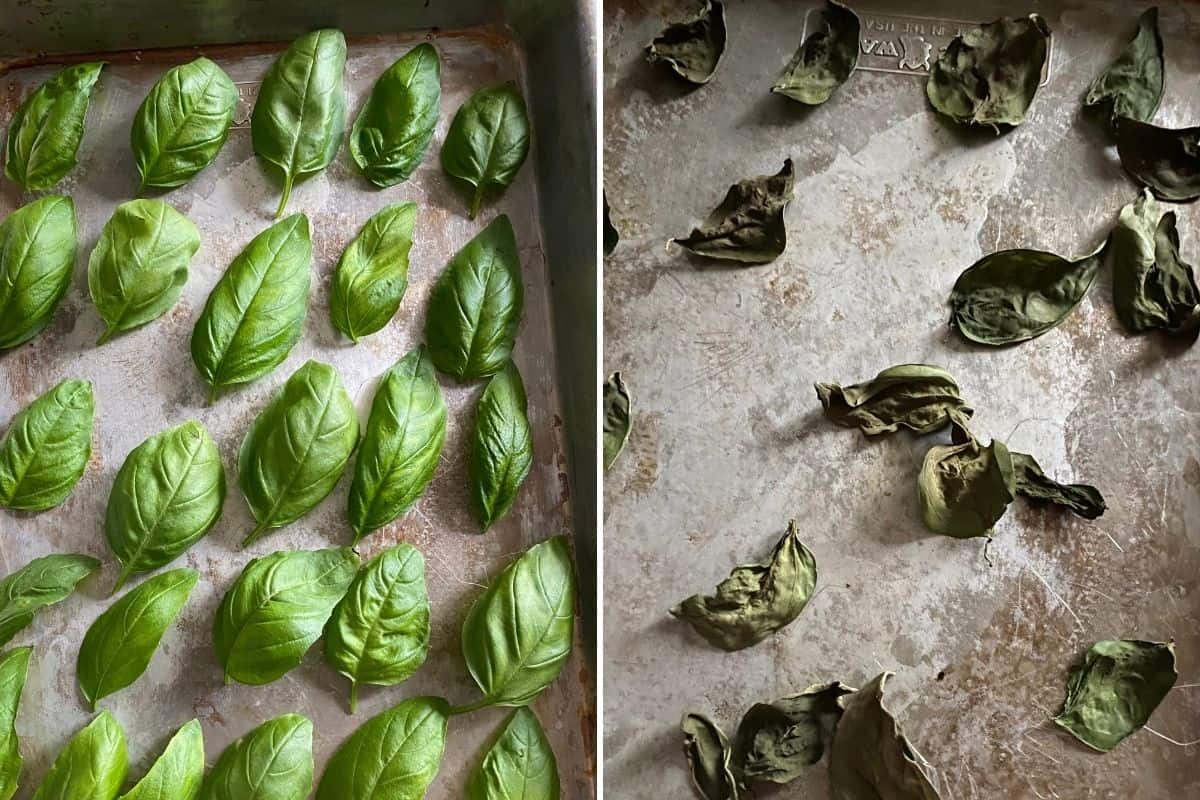 Two panel collage showing before and after drying basil leaves in oven