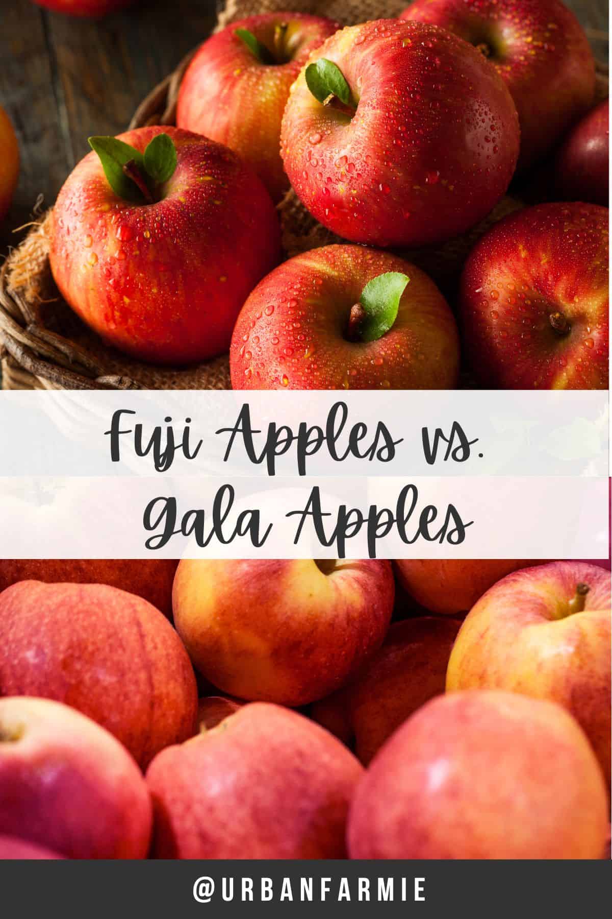 Two panel collage of Fuji apples on top and Gala apples at the bottom, text overlay of title in between.
