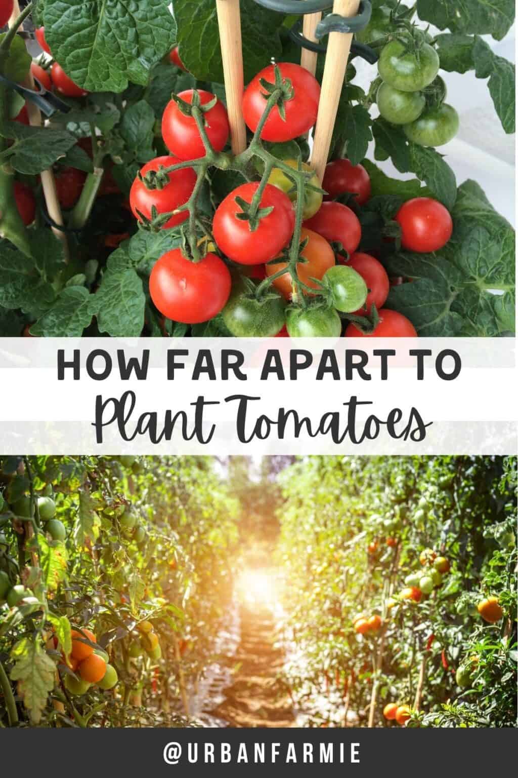 How Far Apart to Plant Tomatoes