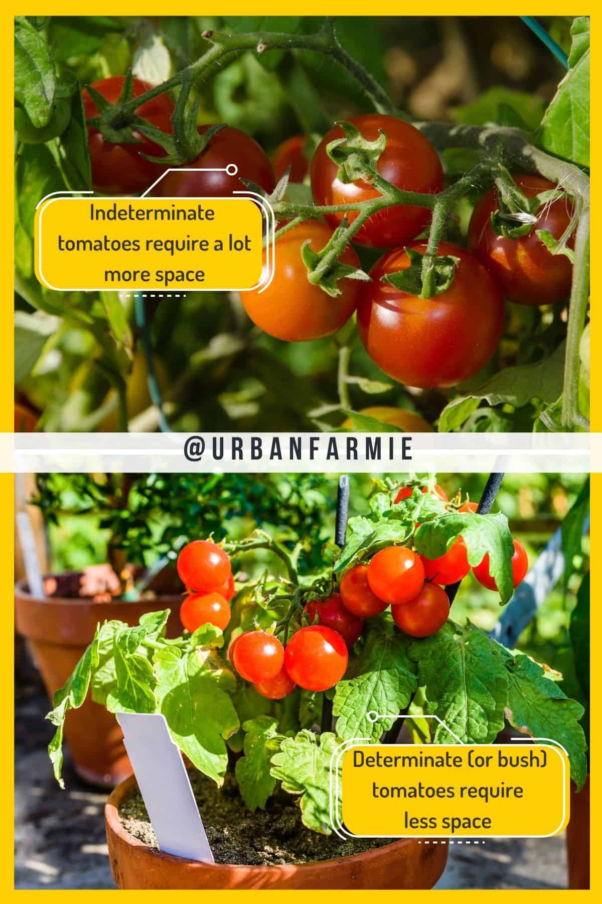 Two panel collage showing determinate and indeterminate tomatoes with callout boxes. 