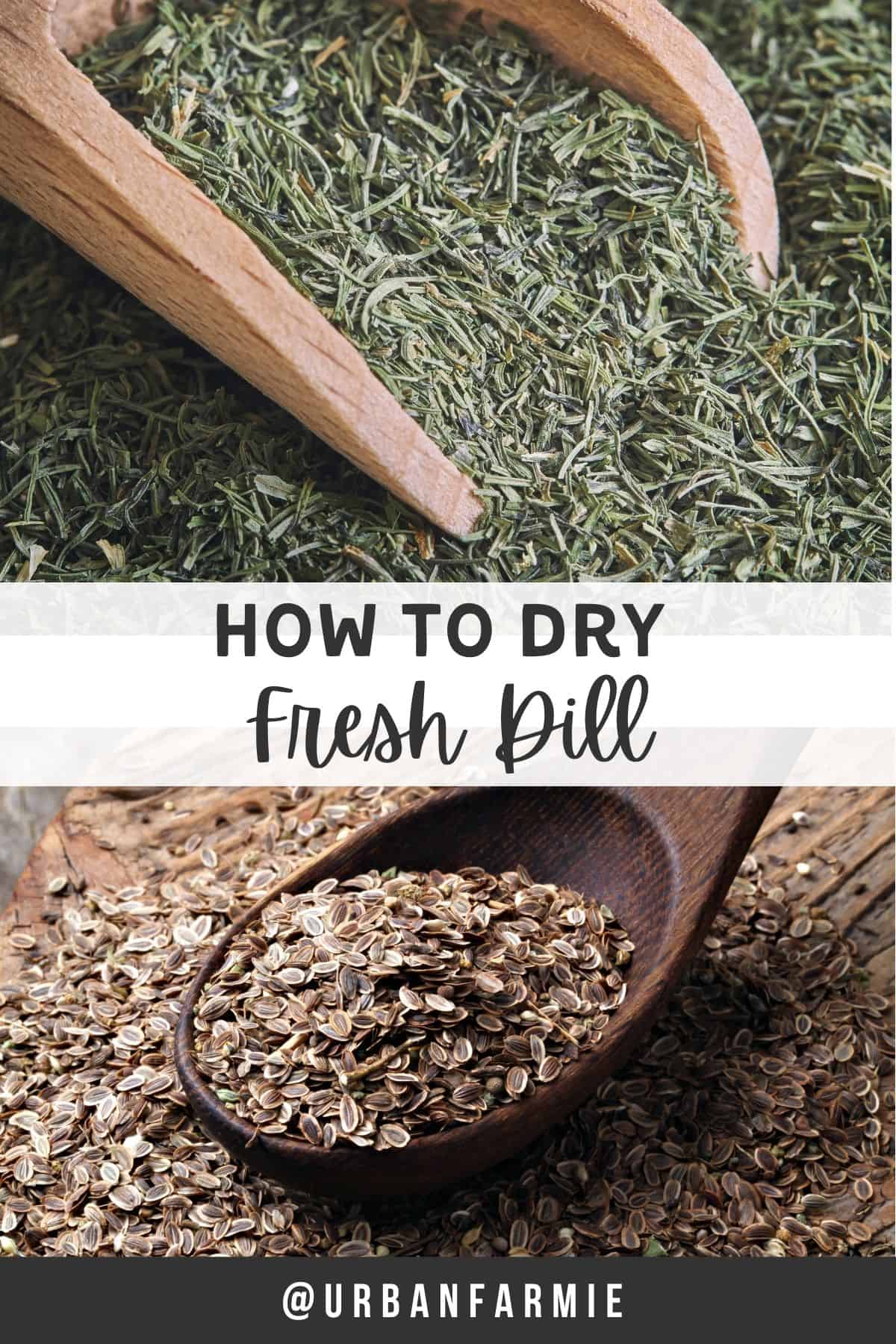 Two panel infographic with dry dill leaves on top and dry dill seeds at bottom with text overlay of title.