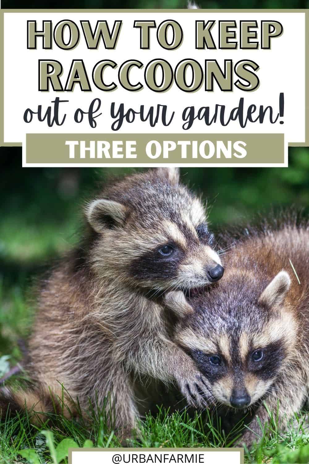 Two raccoons with text overlay "How to keep raccoons out of your garden"