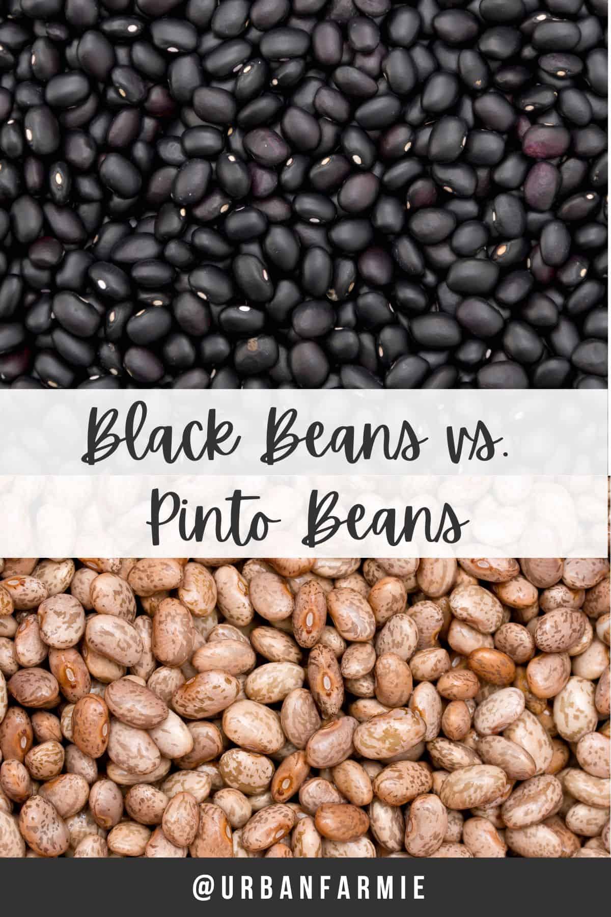 Collage of black beans (top) and pinto beans (bottom) with title of article as text overlay.