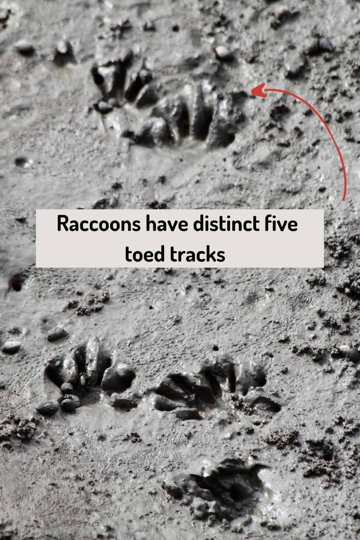 Picture of raccoon tracks with text overlay and arrow pointing to it
