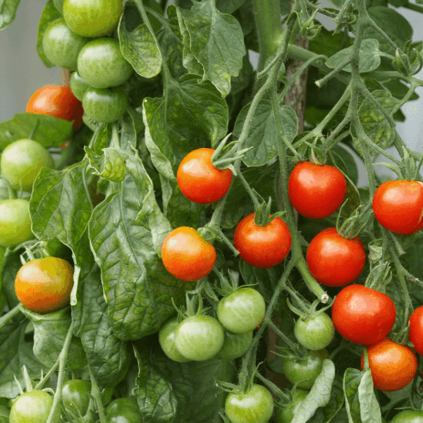 Tomato plants