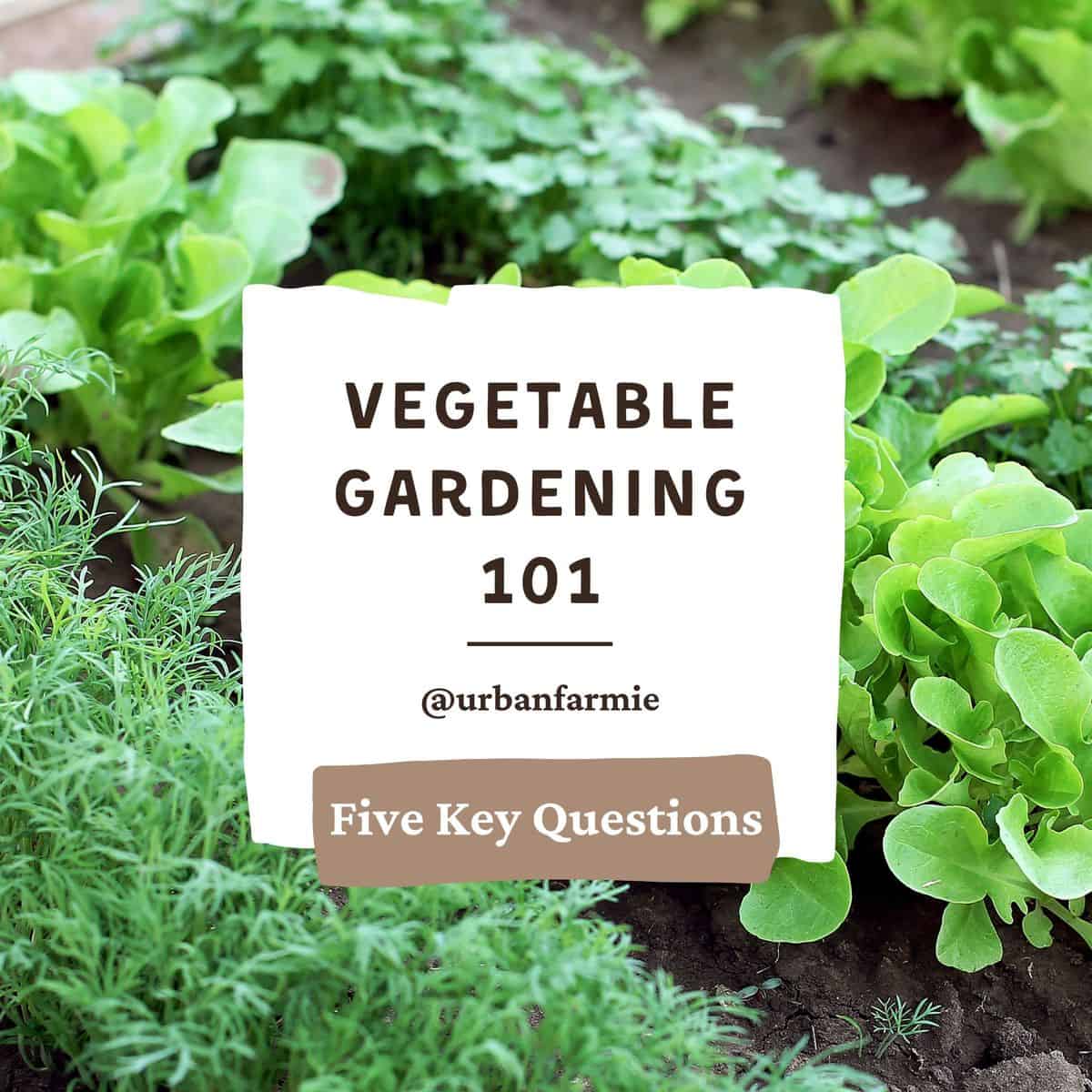 https://urbanfarmie.com/wp-content/uploads/Vegetable-Gardening-101-Featured-Image.jpg